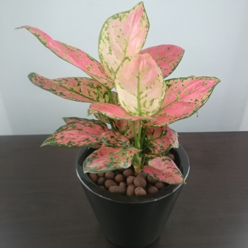 Aglaonema Pink Table Top