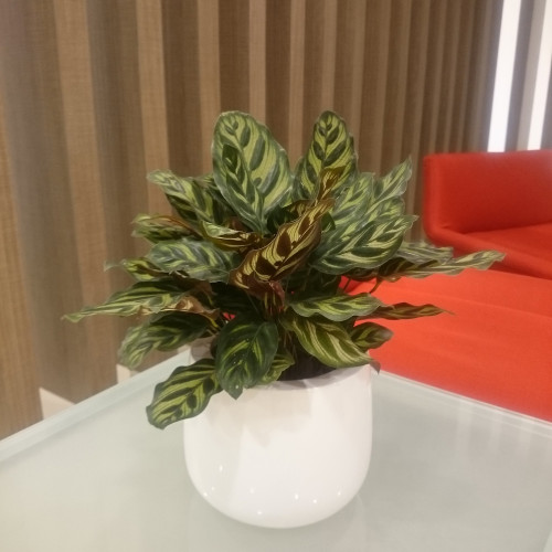 Calathea Makoyana Modern Table Top