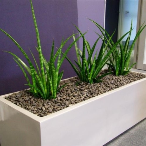 Contemporary Trough Pots Potted Plant 1