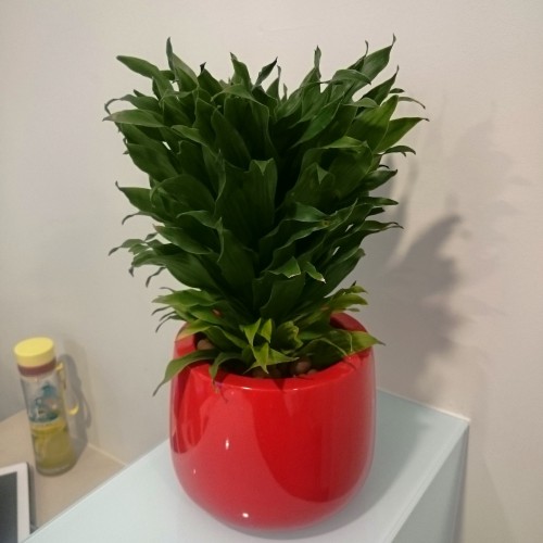 Dracaena Compacta Table Top 2