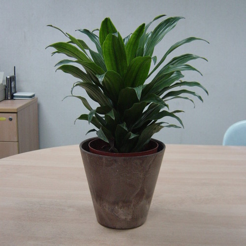 Dracaena Compacta Table Top