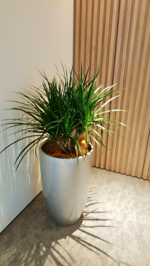 Indoor Claypot Plants 1