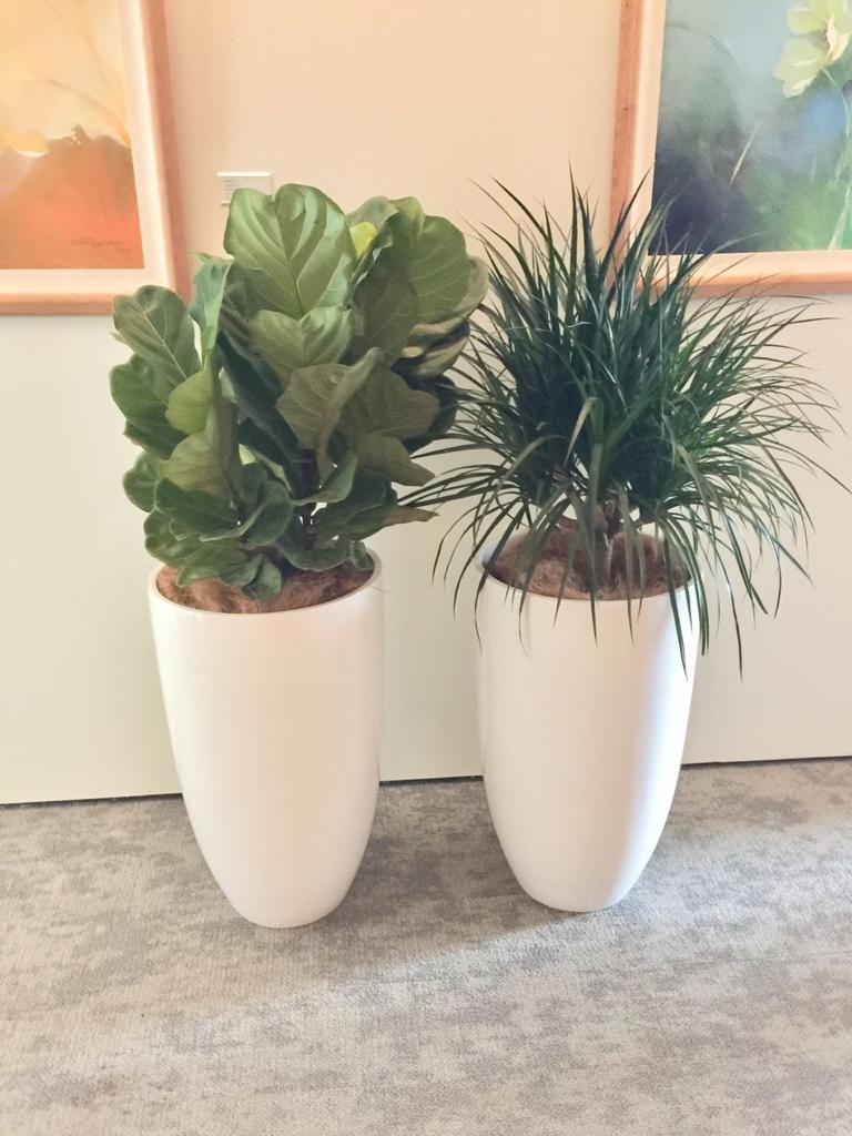 Indoor Claypot Plants 2