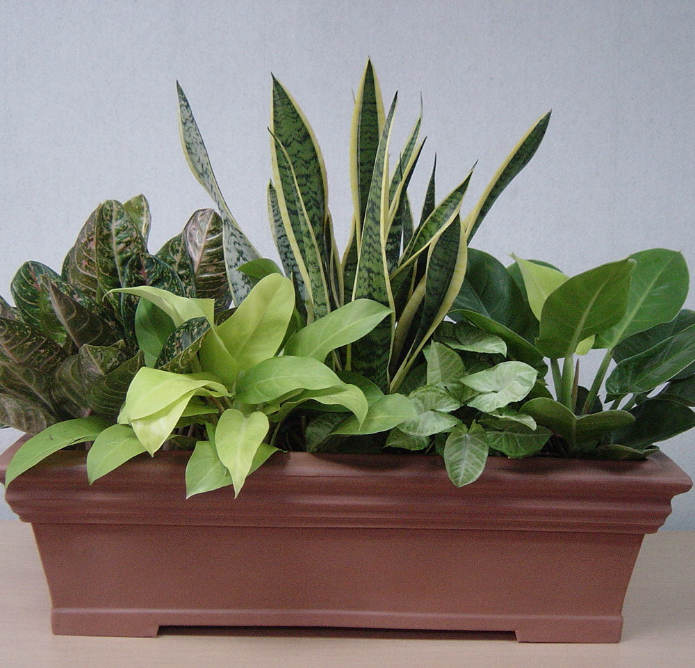 Mixed Shrubs in Rectangular Pot 1