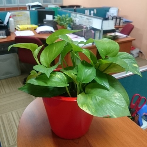 Money Plant 1