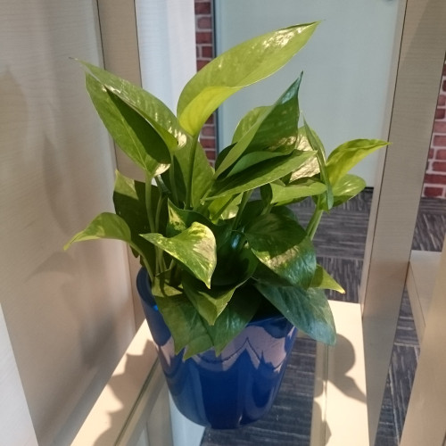 Money Plant 2