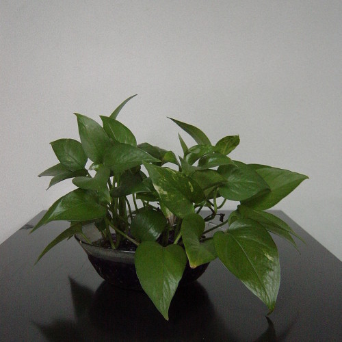 Money Plant Shrub Table Top Glass Bowl