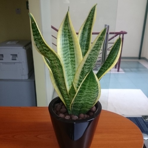 Sansevieria