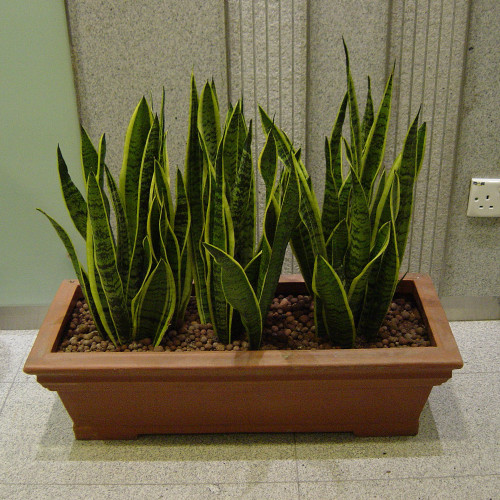 Senseveria Plants in Trough Pot