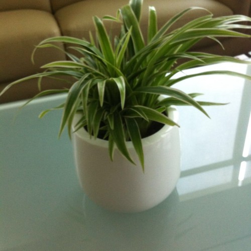 Spider Plant