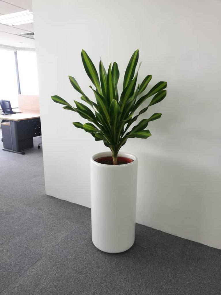 Zamia Culcas in Stainless Steel Pot