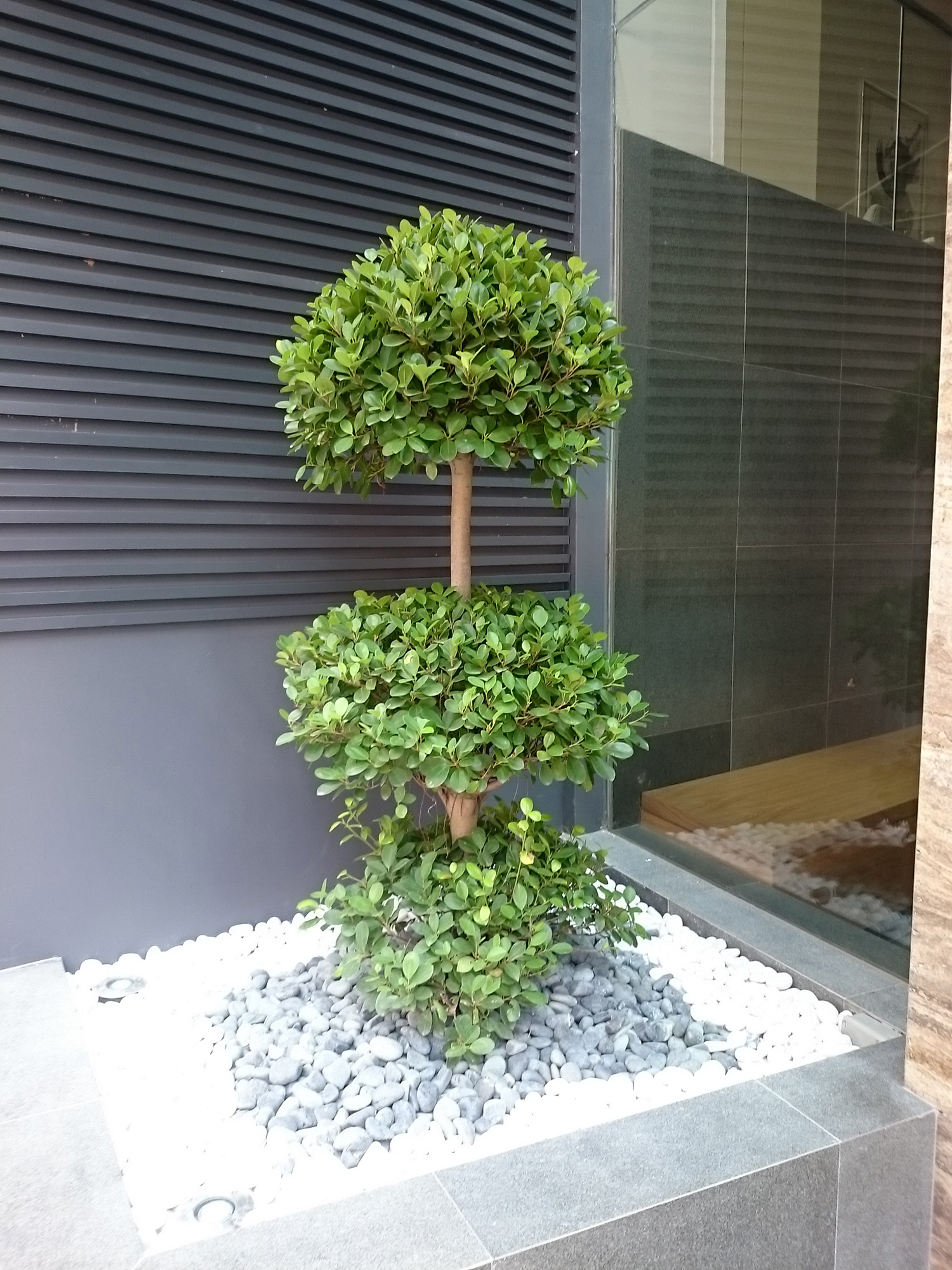 ficus-bonsai-in-outdoor-planter